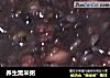 养生黑米粥的做法