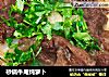 砂锅牛尾炖萝卜的做法