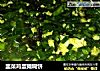 韭菜鸡蛋摊糊饼的做法