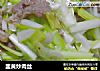 韭黄炒肉丝的做法