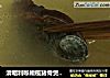 清咽利喉橄榄猪骨煲鲍鱼汤的做法