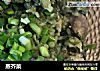蒸芥菜的做法