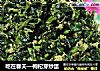 吃在春天—枸杞芽炒蛋的做法