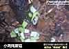 小鸡炖蘑菇的做法