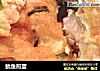 鱿鱼煎蛋的做法