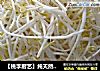 【桃李厨艺】纯天然自制绿豆芽，怎么吃都可以。的做法