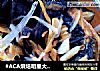 #ACA烘焙明星大赛#清蒸鲟鱼的做法