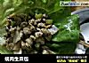 蚬肉生菜包的做法