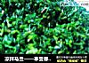 凉拌马兰——享受春天的美味的做法