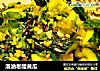 泼油老醋黄瓜的做法
