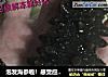 泡发海参啦！感觉应该写清楚了吧……田田出品的做法