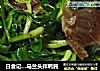 日食记…马兰头拌鸭肫的做法