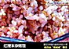 红粳米杂粮饭的做法