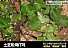 土豆粉烧仔鸡的做法