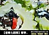 【老桃七厨房】春季养生排毒-苦中作乐的做法