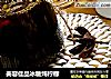 美容佳品冰糖炖柠檬的做法