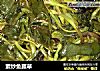 素炒鱼腥草的做法