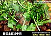 番茄土豆烩牛肉的做法