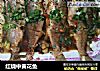 红烧中黄花鱼的做法