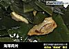 海带肉片的做法