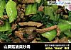 山蘑菇油菜炒肉的做法