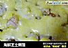 海鲜芝士焗饭的做法