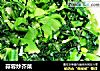 蒜蓉炒芥菜的做法