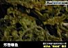 炸香椿鱼的做法