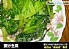 素炒生菜的做法