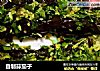 自制蒜茄子的做法