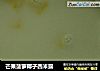 芒果菠萝椰子西米露的做法
