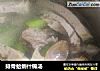 排骨蛤蜊什锦汤的做法