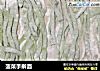 菠菜手擀面的做法
