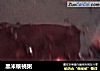 黑米核桃粥的做法