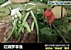 红烧罗非鱼的做法