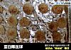 蛋白椰丝球的做法