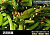 芝麻茼蒿的做法