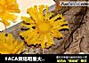 #ACA烘焙明星大赛#--【菠萝干】的做法