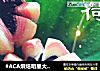 #ACA烘焙明星大赛#荷花酥的做法