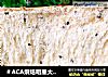 ＃ACA烘焙明星大赛＃全麦养生吐司的做法
