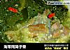 海带炖筒子骨的做法