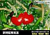 茶树菇青菜汤的做法