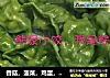 香菇，菠菜，鸡蛋，虾仁，三鲜馅饺子的做法