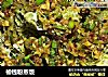 榆钱粉蒸饭的做法