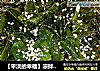 【平淡的幸福】凉拌裙带菜的做法
