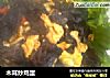 木耳炒鸡蛋的做法