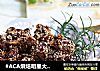 #ACA烘焙明星大赛#芝麻牙签牛肉的做法