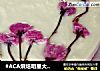 #ACA烘焙明星大赛#樱花芝士蛋糕的做法