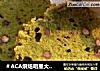 ＃ACA烘焙明星大赛＃抹茶蜜豆磅蛋糕的做法