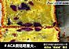 ＃ACA烘焙明星大赛＃紫薯淡奶油磅蛋糕的做法